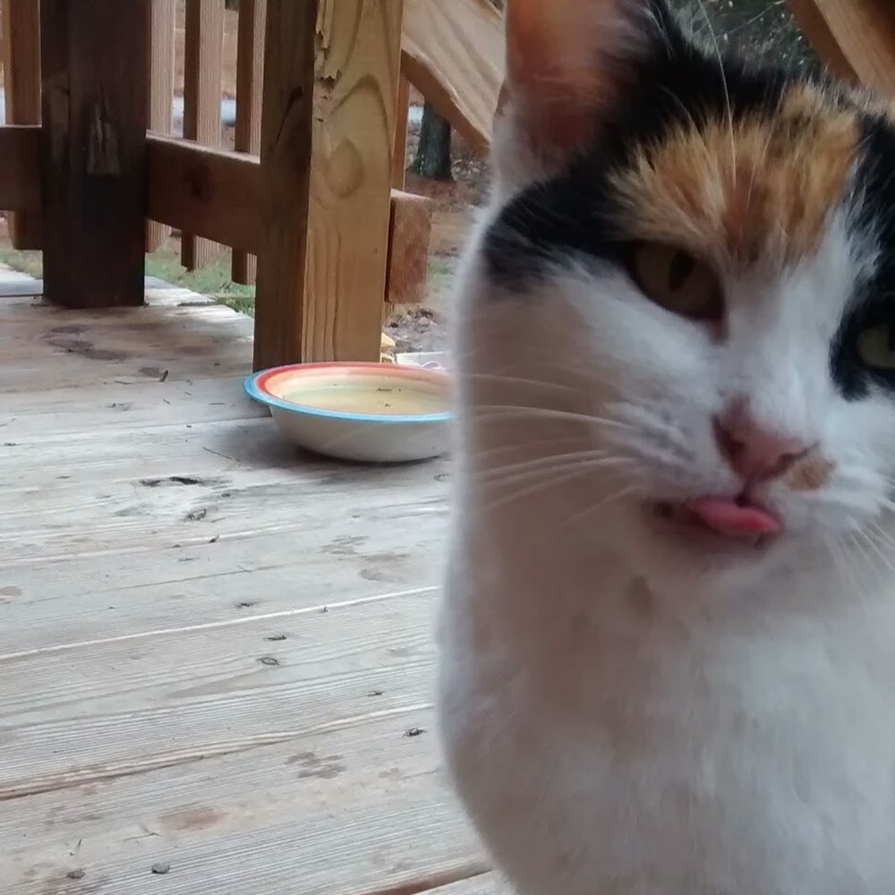 Meet your Posher, Kallie